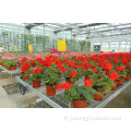 Polycarbonate Greenhouse for Flowers Rose Orchid